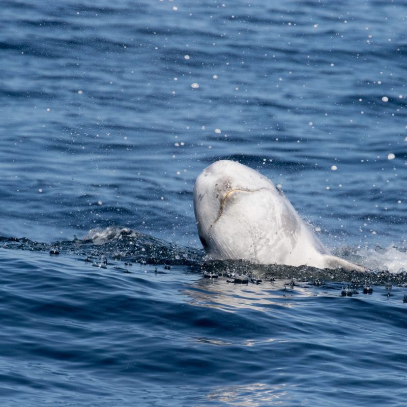 a bear swimming in a body of water