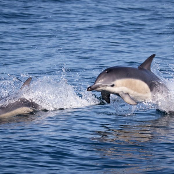 a dolphin swimming in a body of water