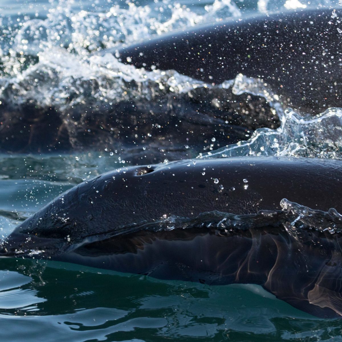 an animal swimming in the water