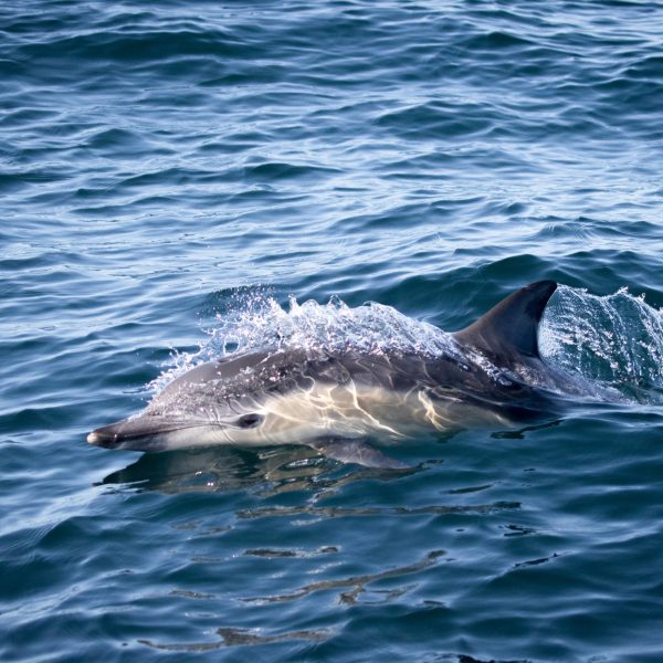 an animal swimming in the water