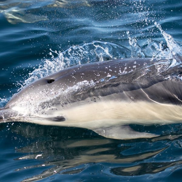 an animal swimming in the water