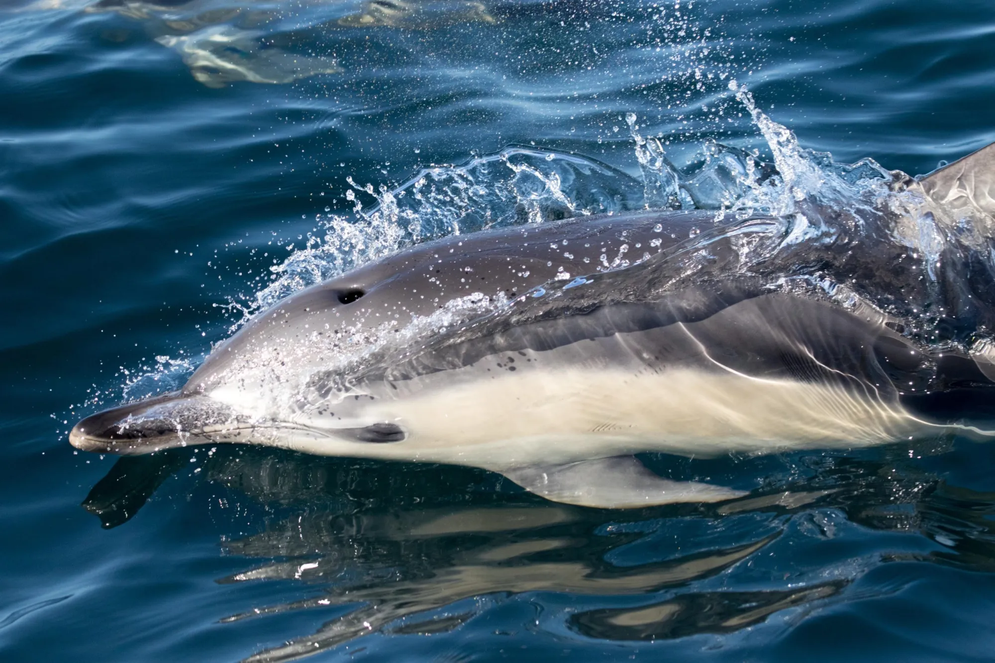 blog 30.9.19-7 an animal swimming in the water