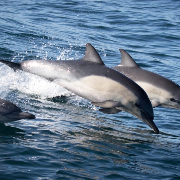 a bird swimming in water