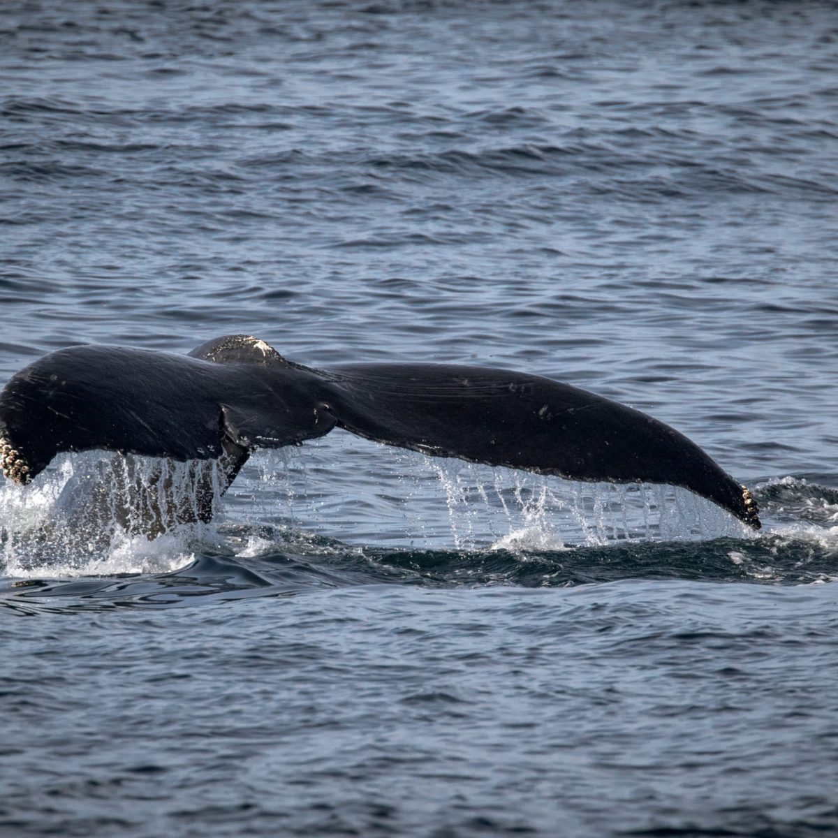 a whale jumping out of the water