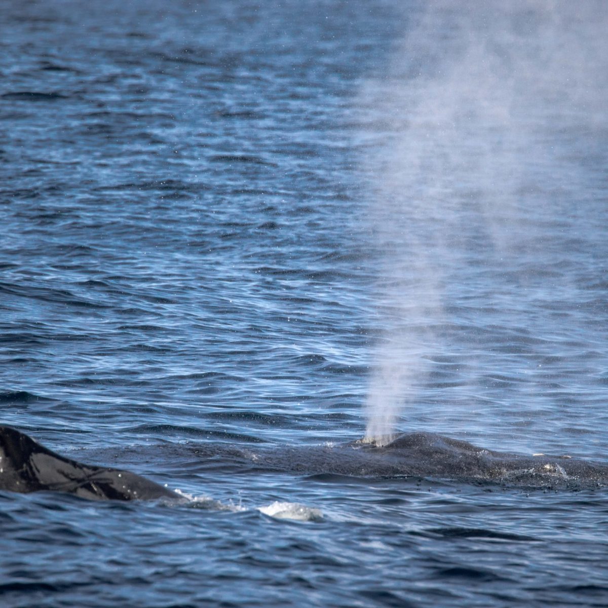 a bird swimming in water