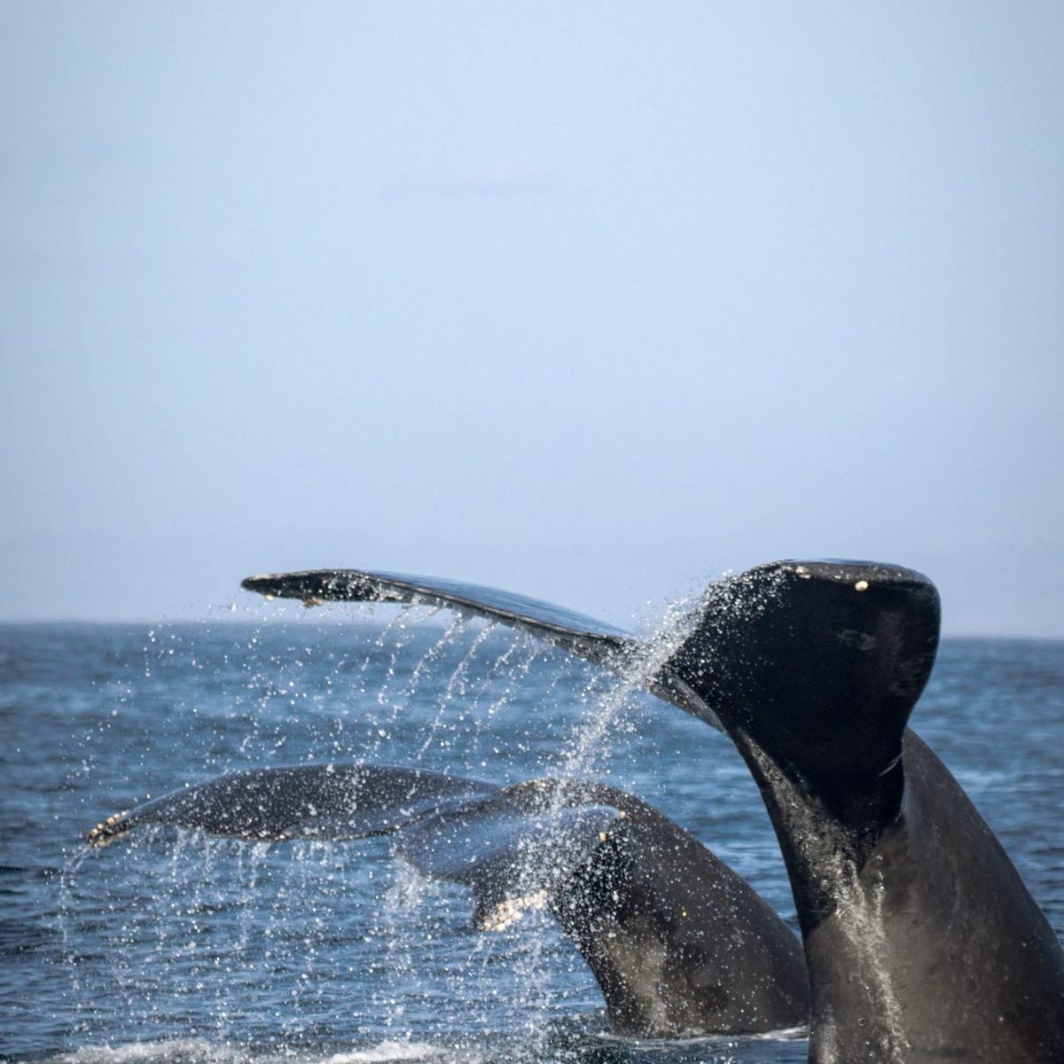 a whale jumping out of the water