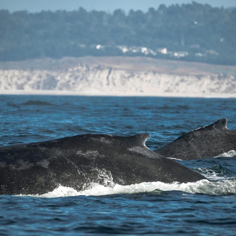 a whale jumping out of the water