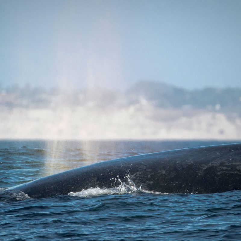a whale jumping out of the water