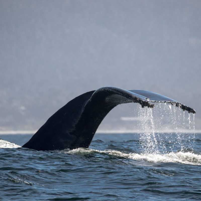 a whale jumping out of the water