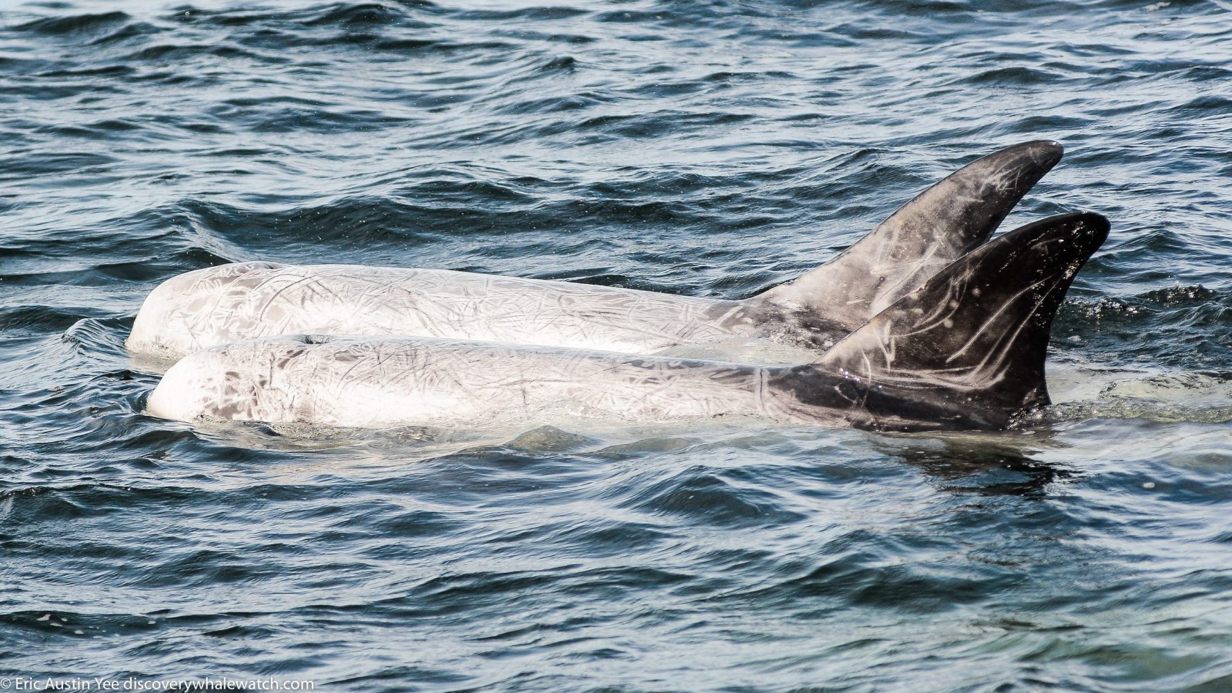 a bird flying over a body of water