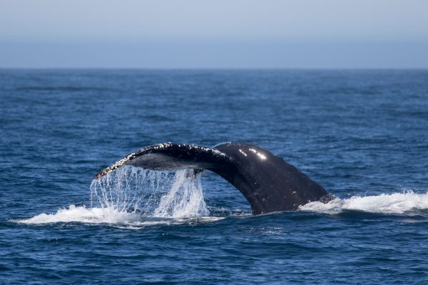 a whale jumping out of the water