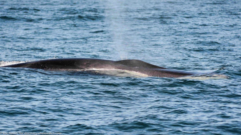 a whale jumping out of the water