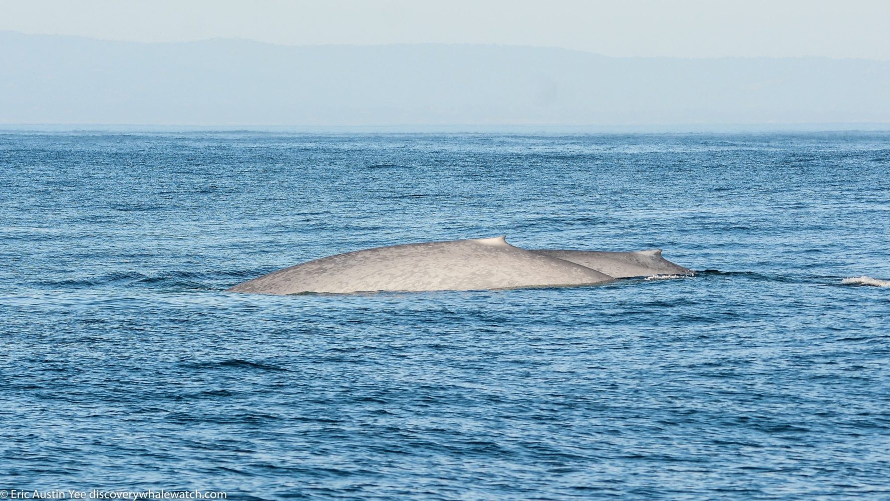 a whale jumping out of the water