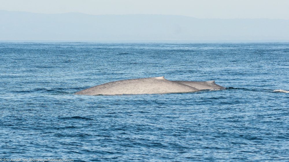 a whale jumping out of the water