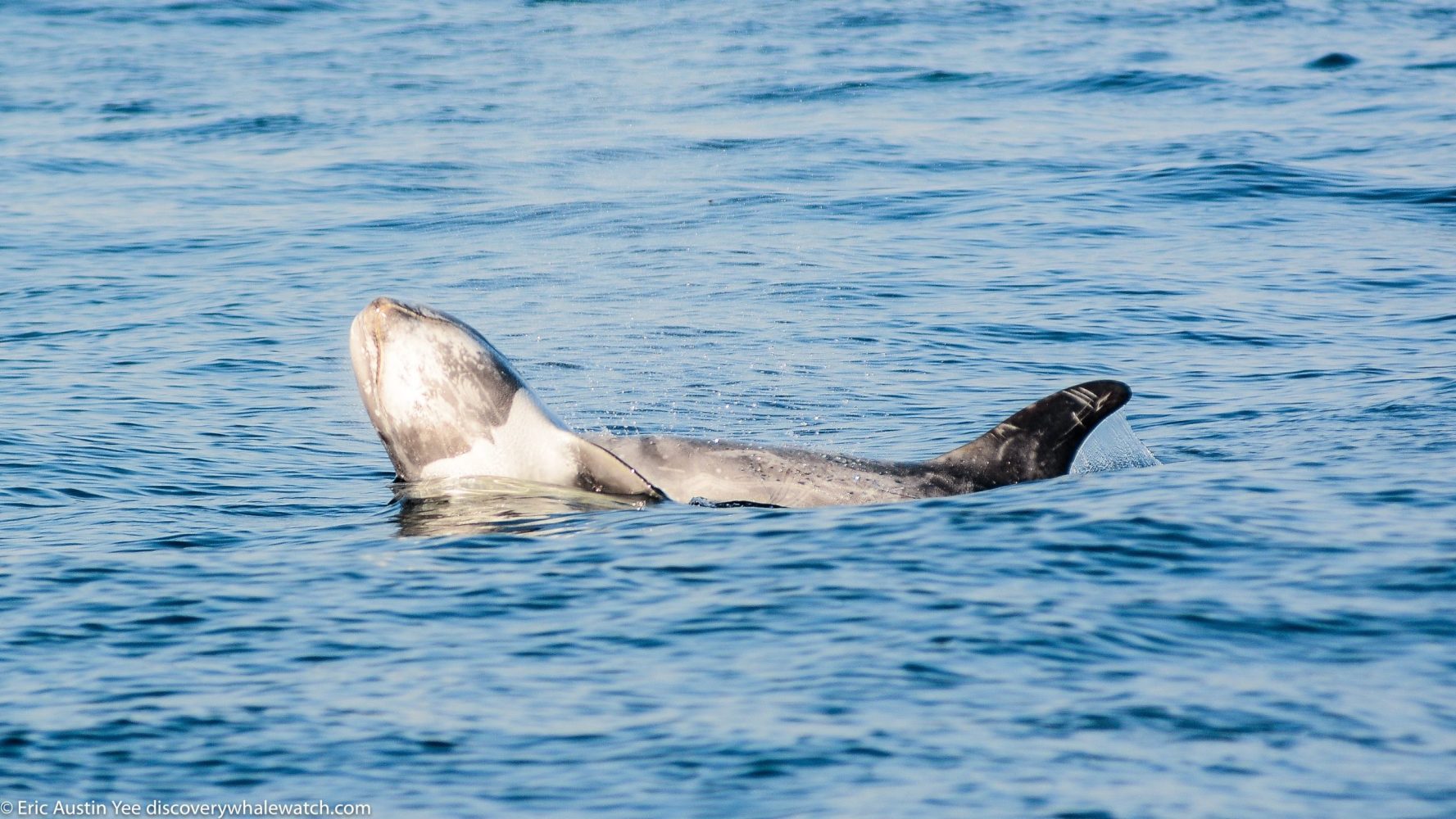 a dog swimming in a body of water
