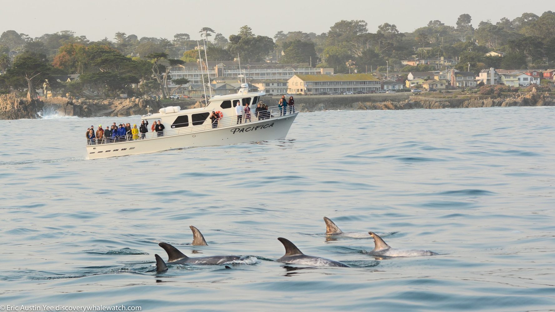 a flock of seagulls are swimming in a body of water