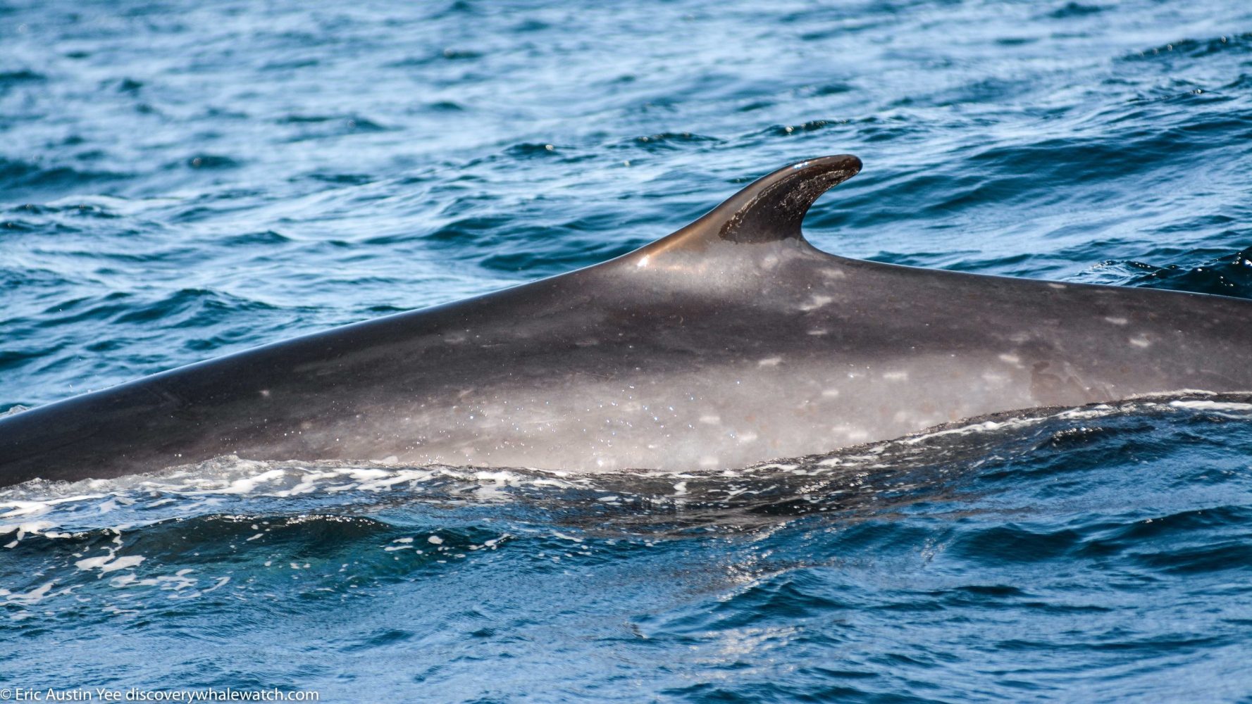 a whale jumping out of the water