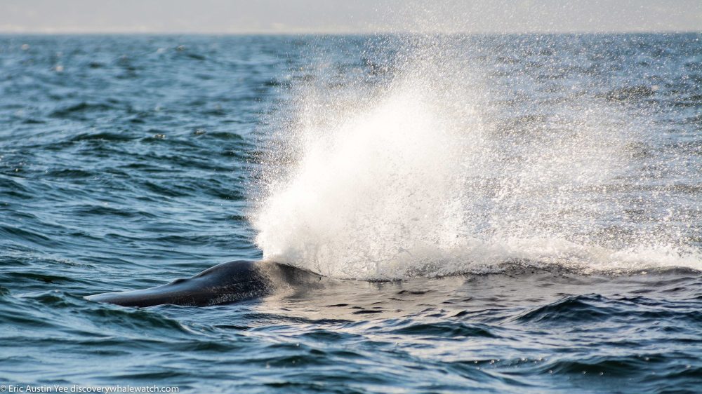a man riding a wave in the ocean