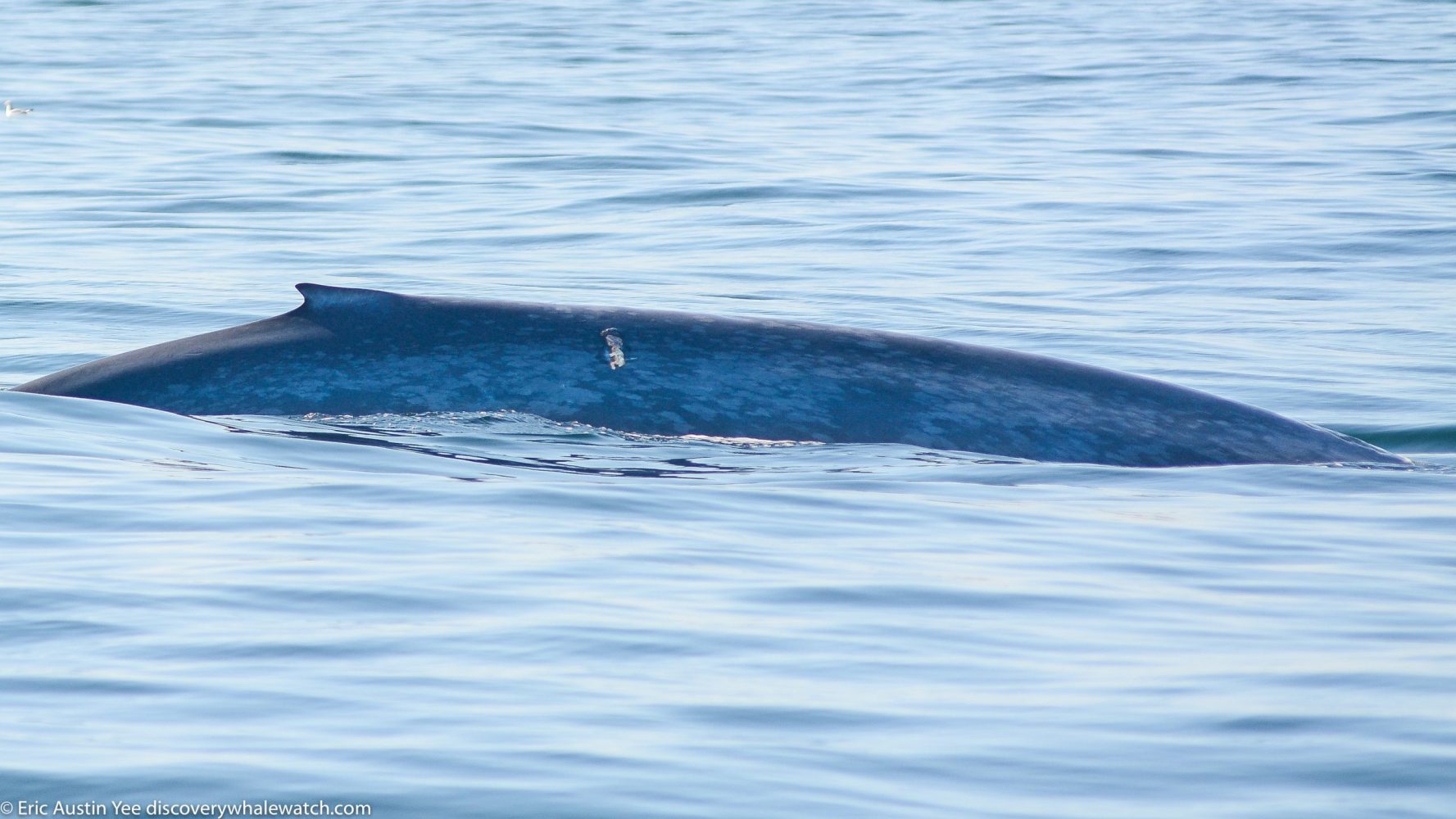 a whale swimming under water