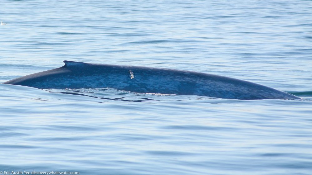 a whale swimming under water