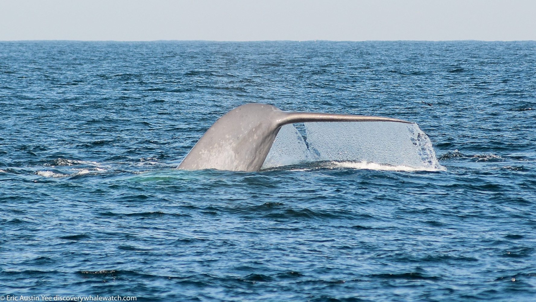 a whale jumping out of the water