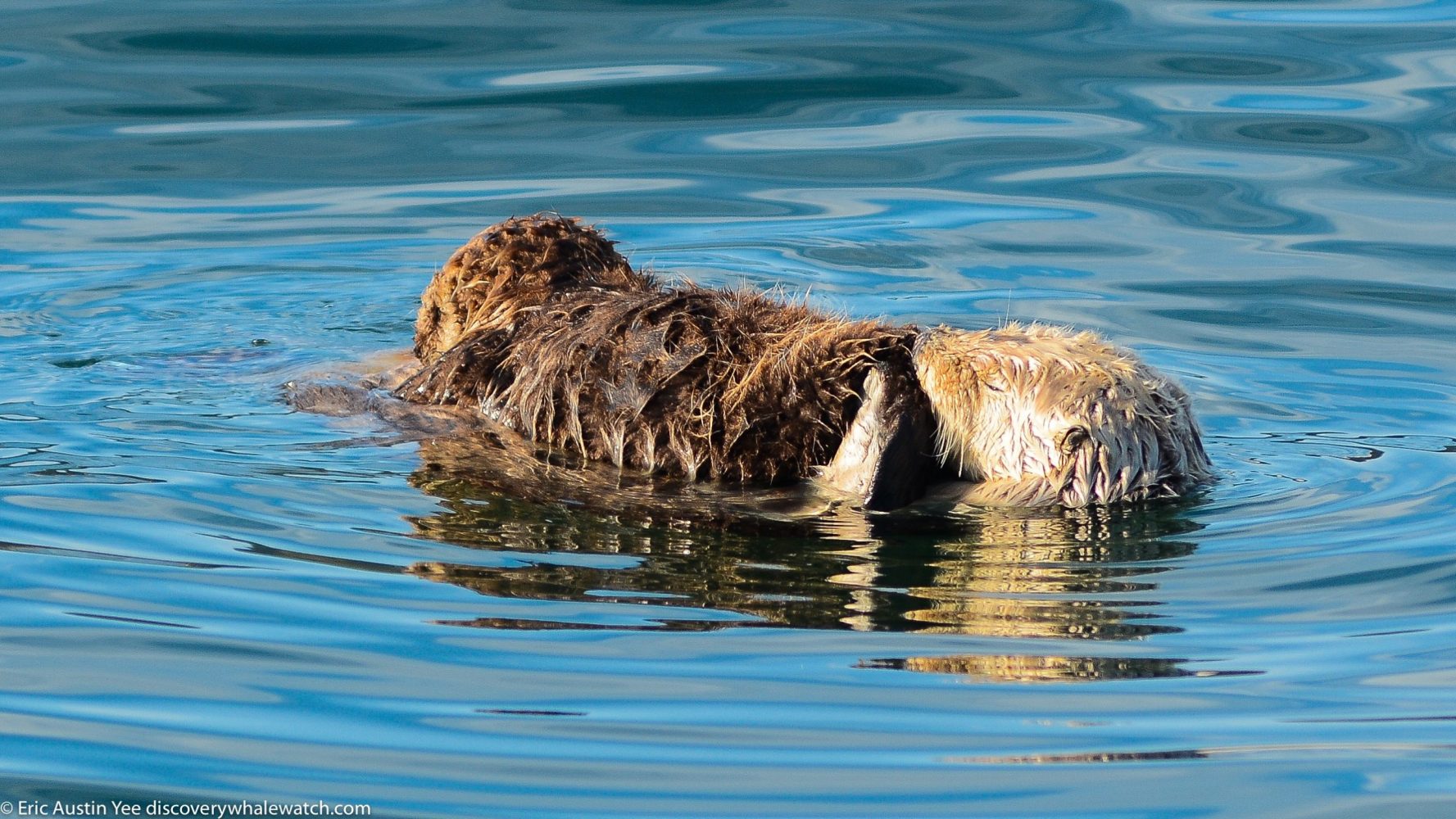 a dog swimming in a body of water