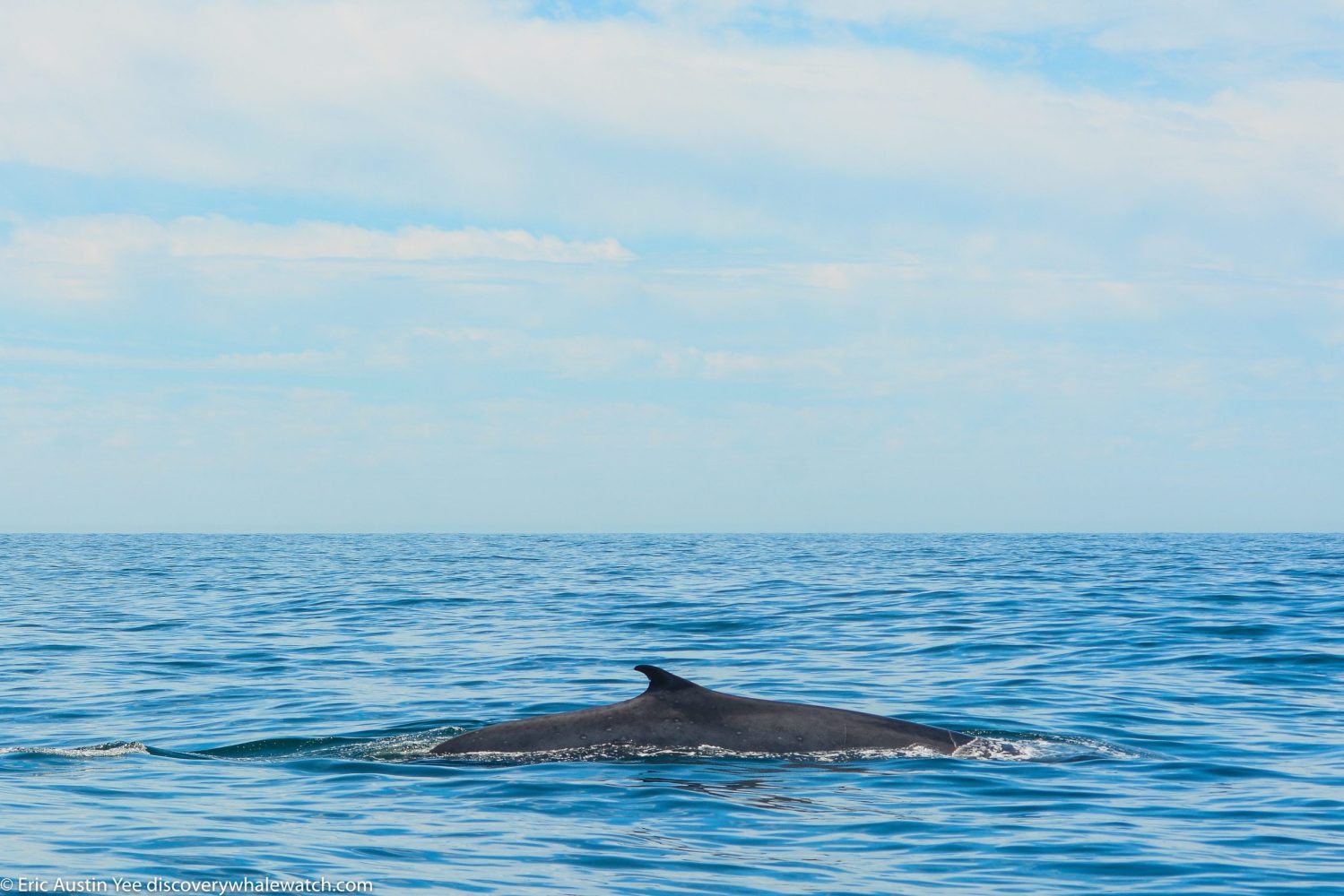 a whale jumping out of the water