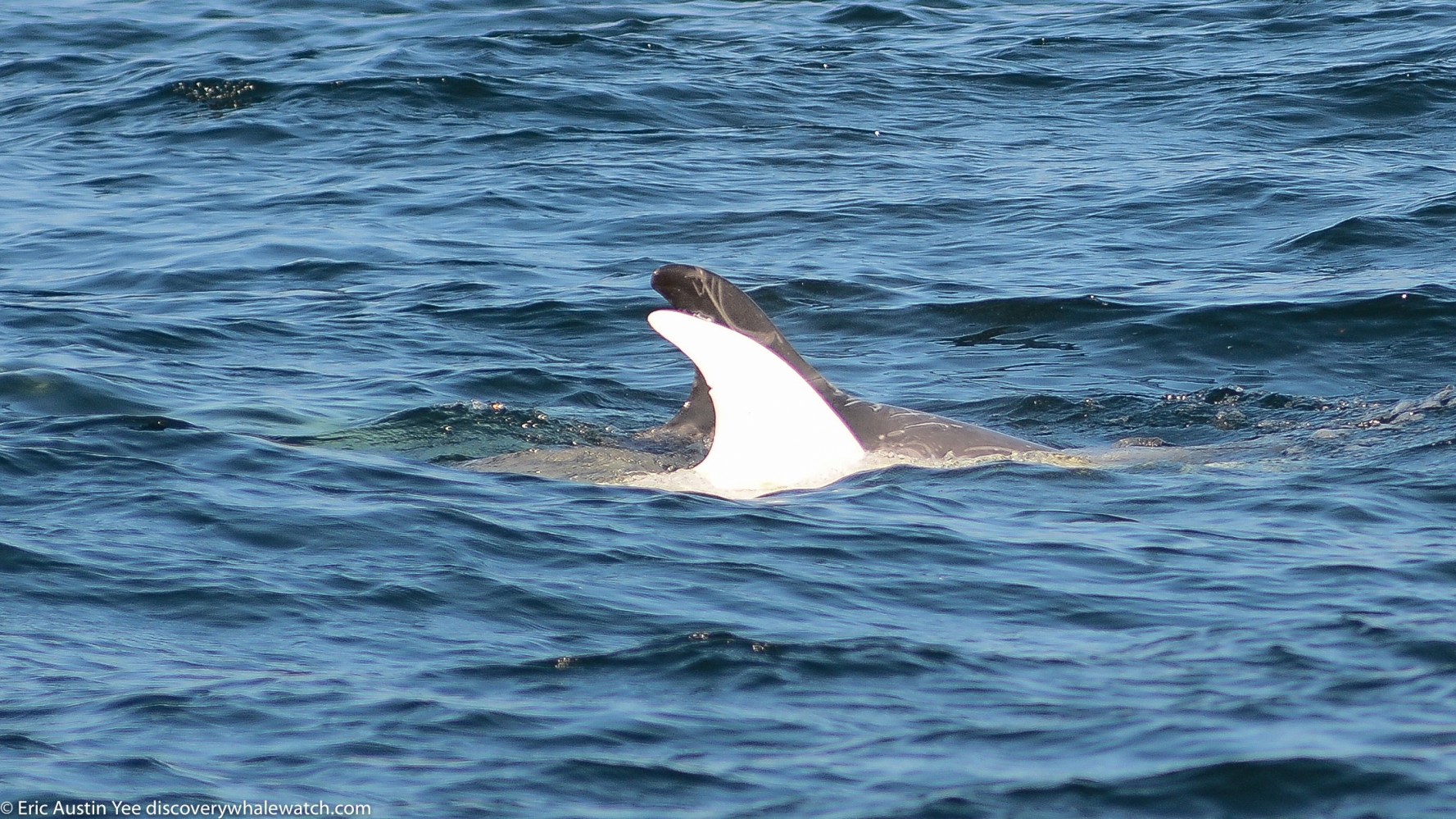 a bird swimming in water next to the ocean
