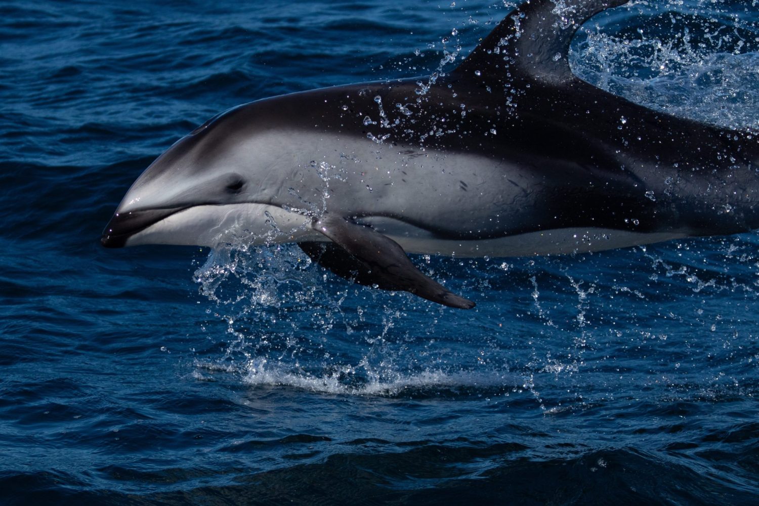 a dolphin jumping out of the water