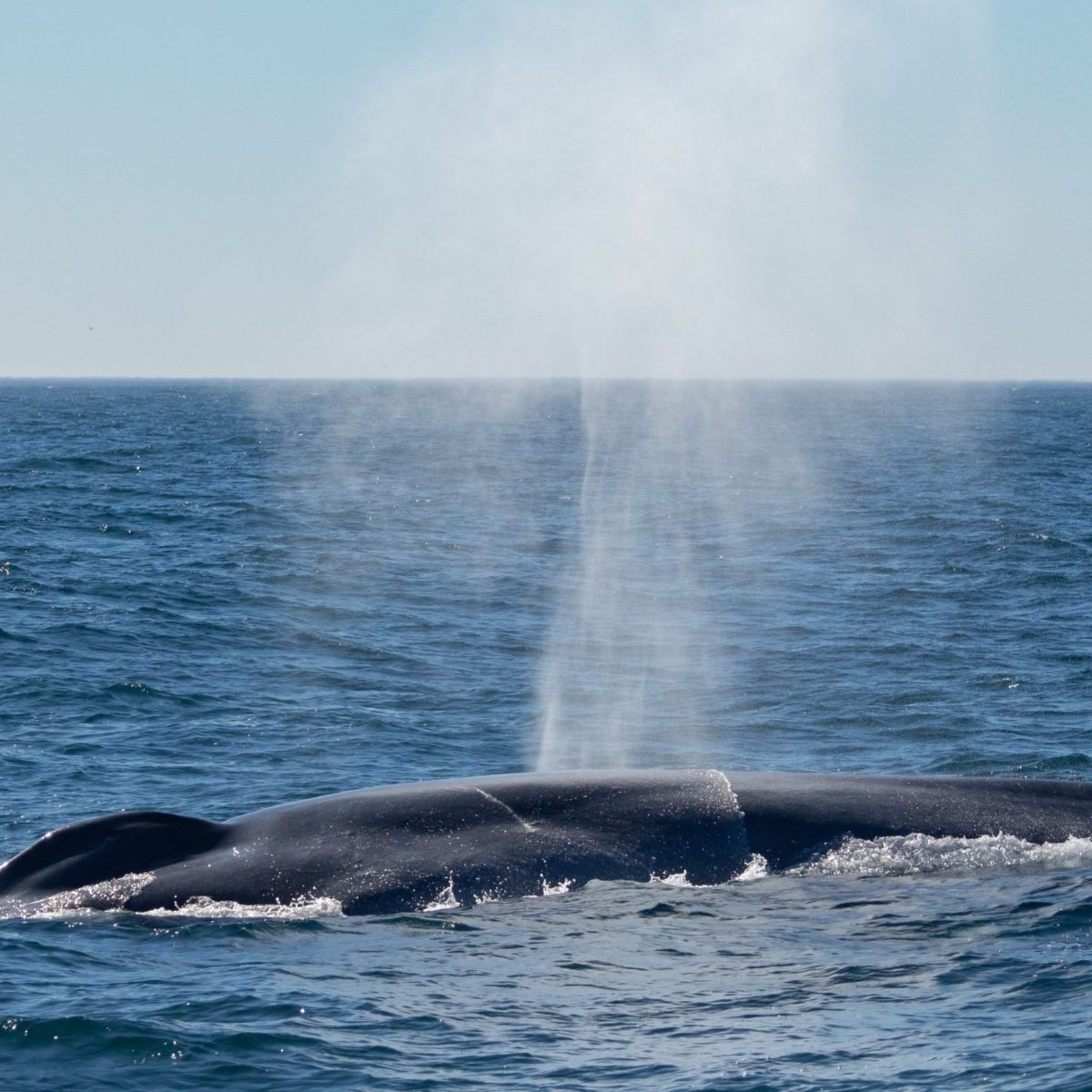 a whale jumping out of the water