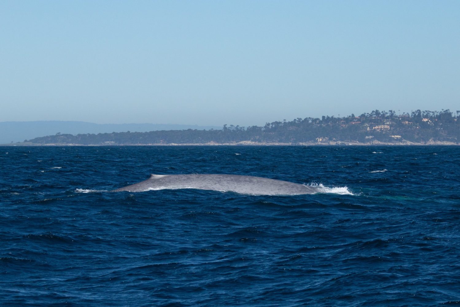 a whale jumping out of the water