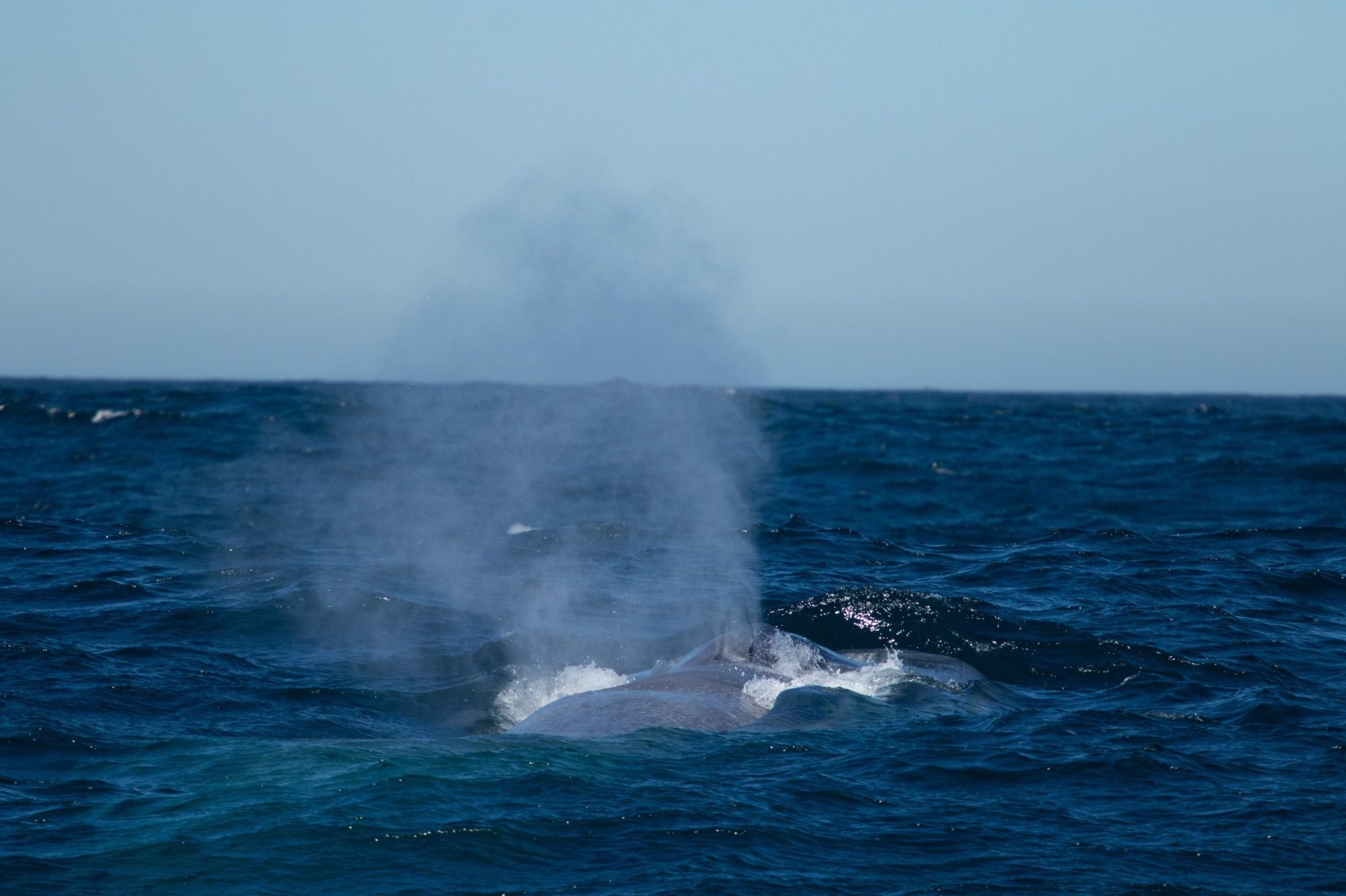 IMG_9397 a whale jumping out of the water