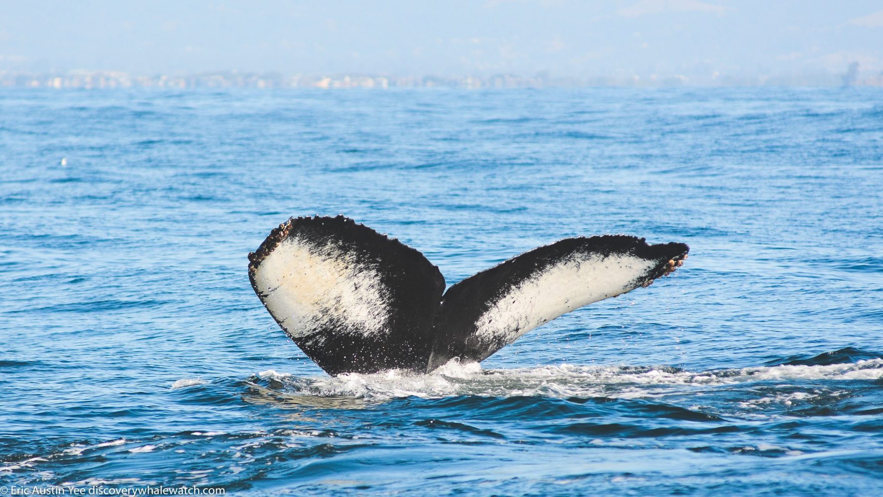 a small animal in a body of water