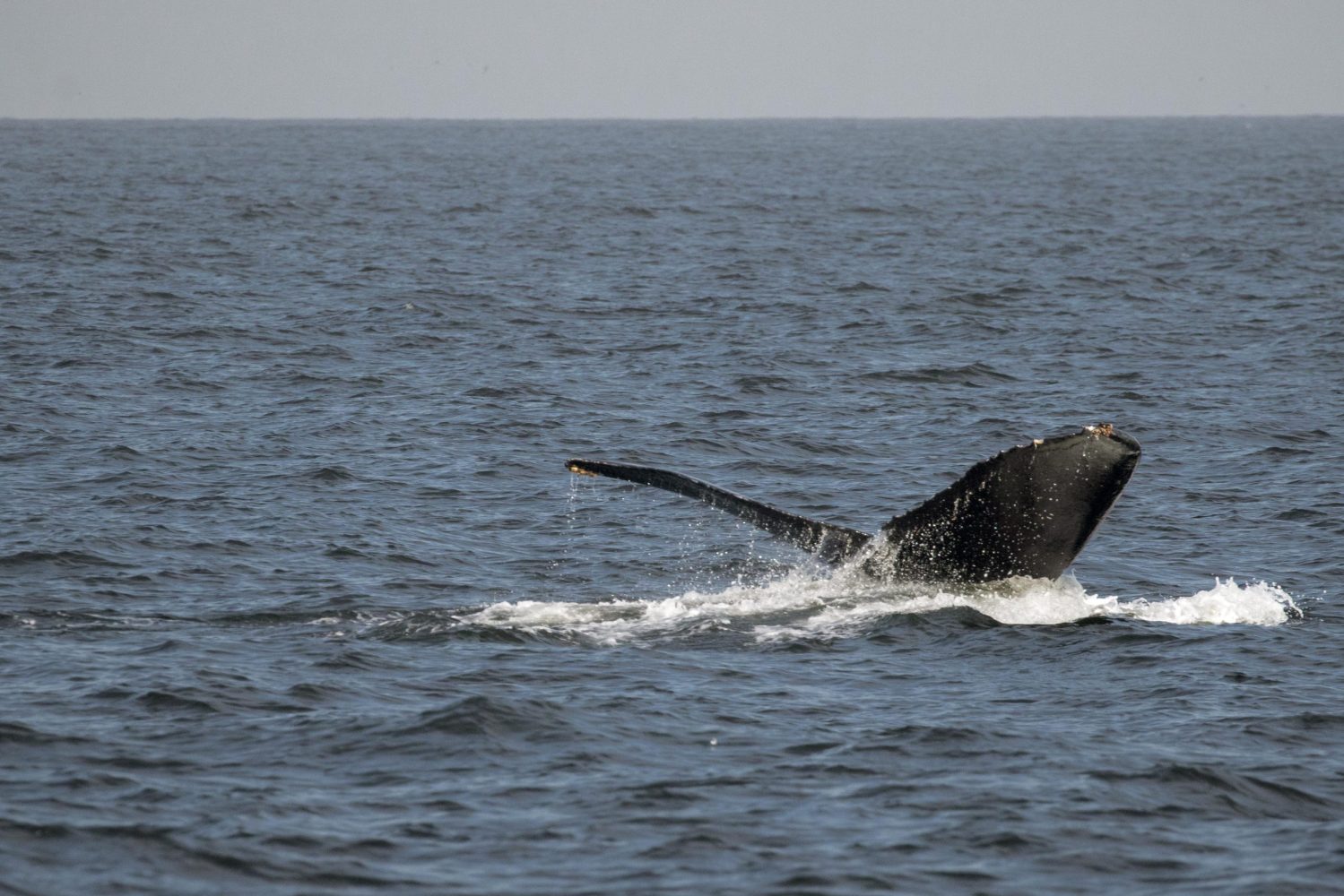 a whale jumping out of the water