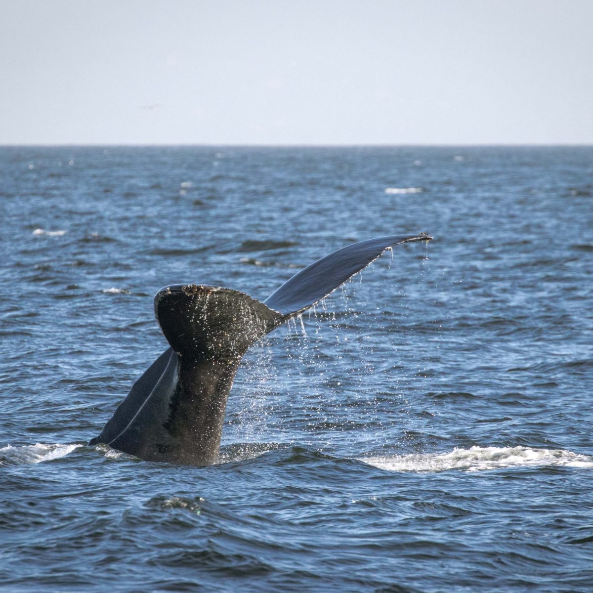 a whale jumping out of the water
