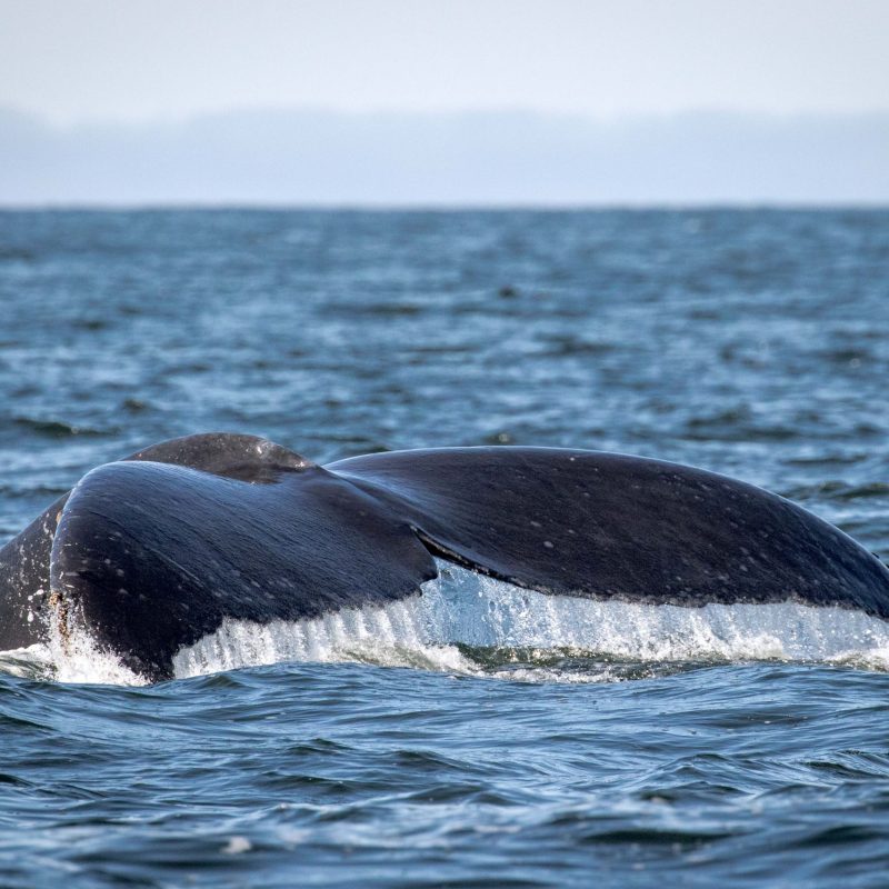 a whale jumping out of the water