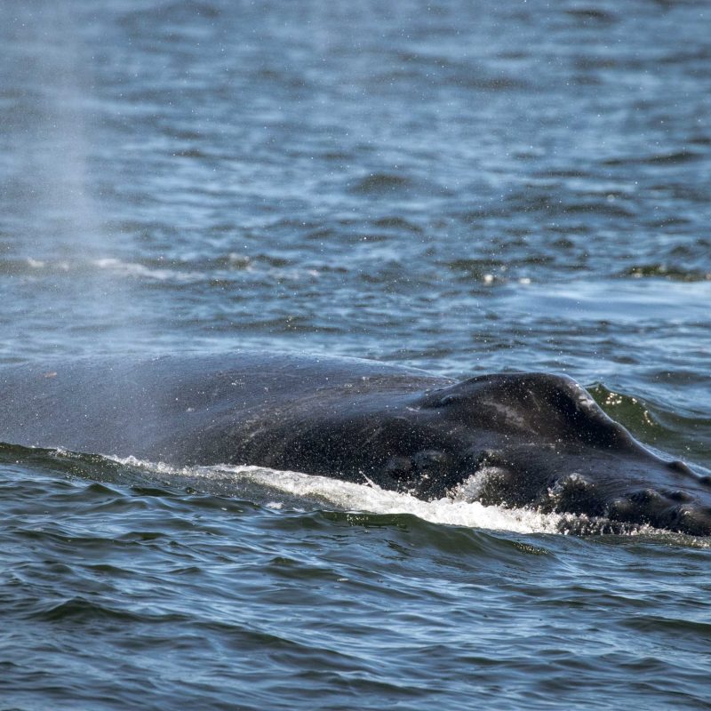 a dog swimming in a body of water