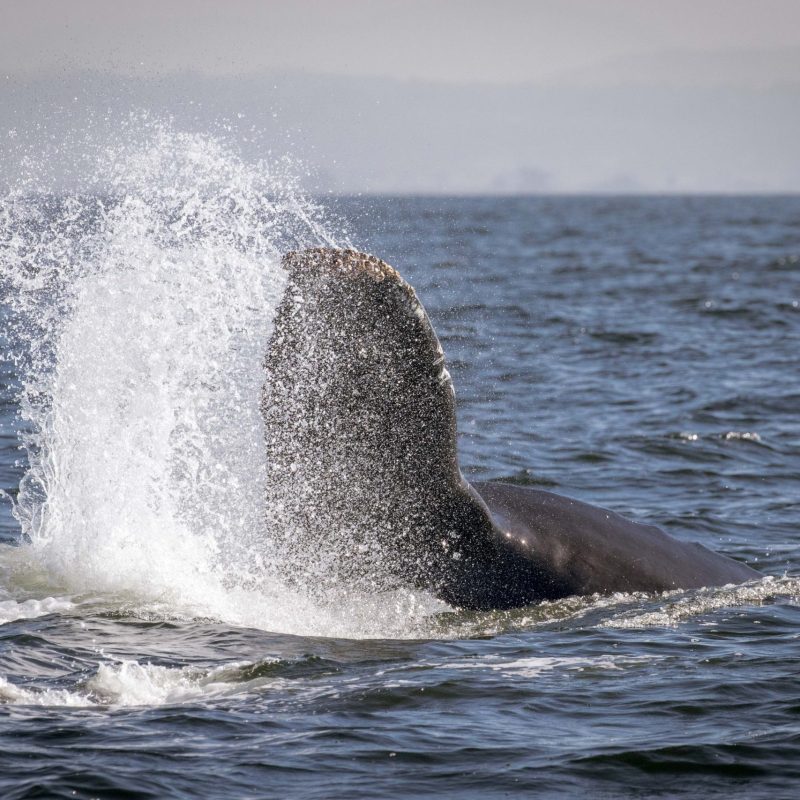 a whale jumping out of the water