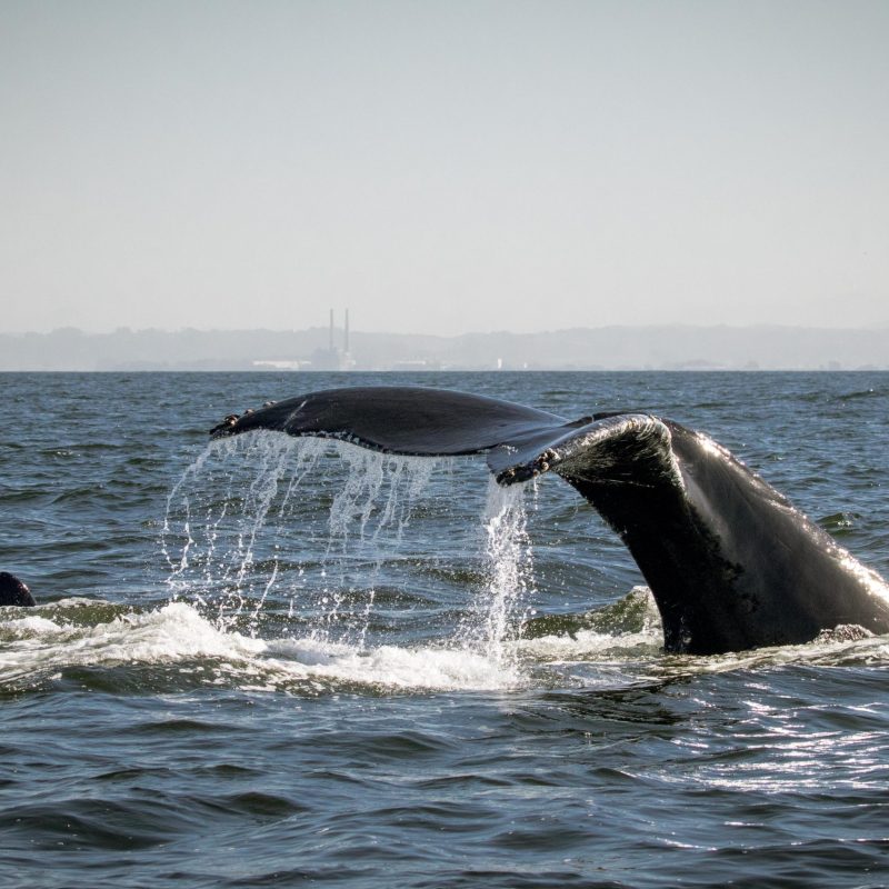 a whale jumping out of the water