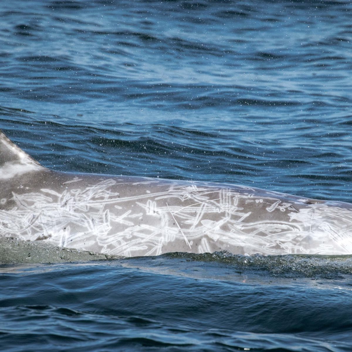 a bird swimming in water