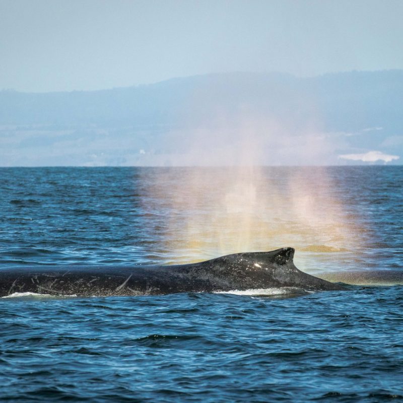 a whale jumping out of the water