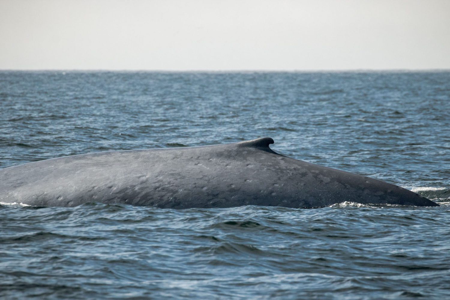 a whale jumping out of the water