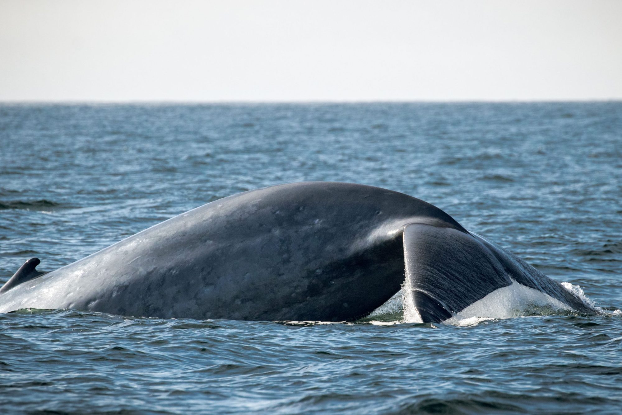 blog 10.13.19-2 a whale jumping out of the water