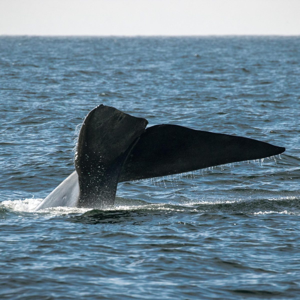 a whale jumping out of the water