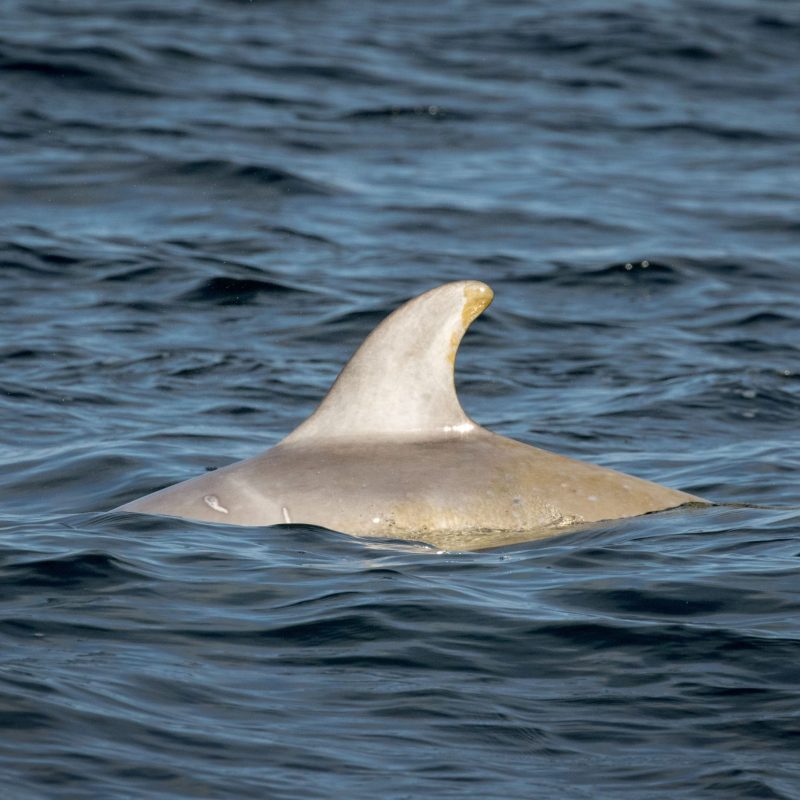 a bird swimming in water next to a body of water