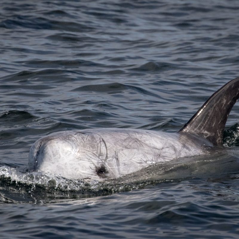 a dog swimming in a body of water