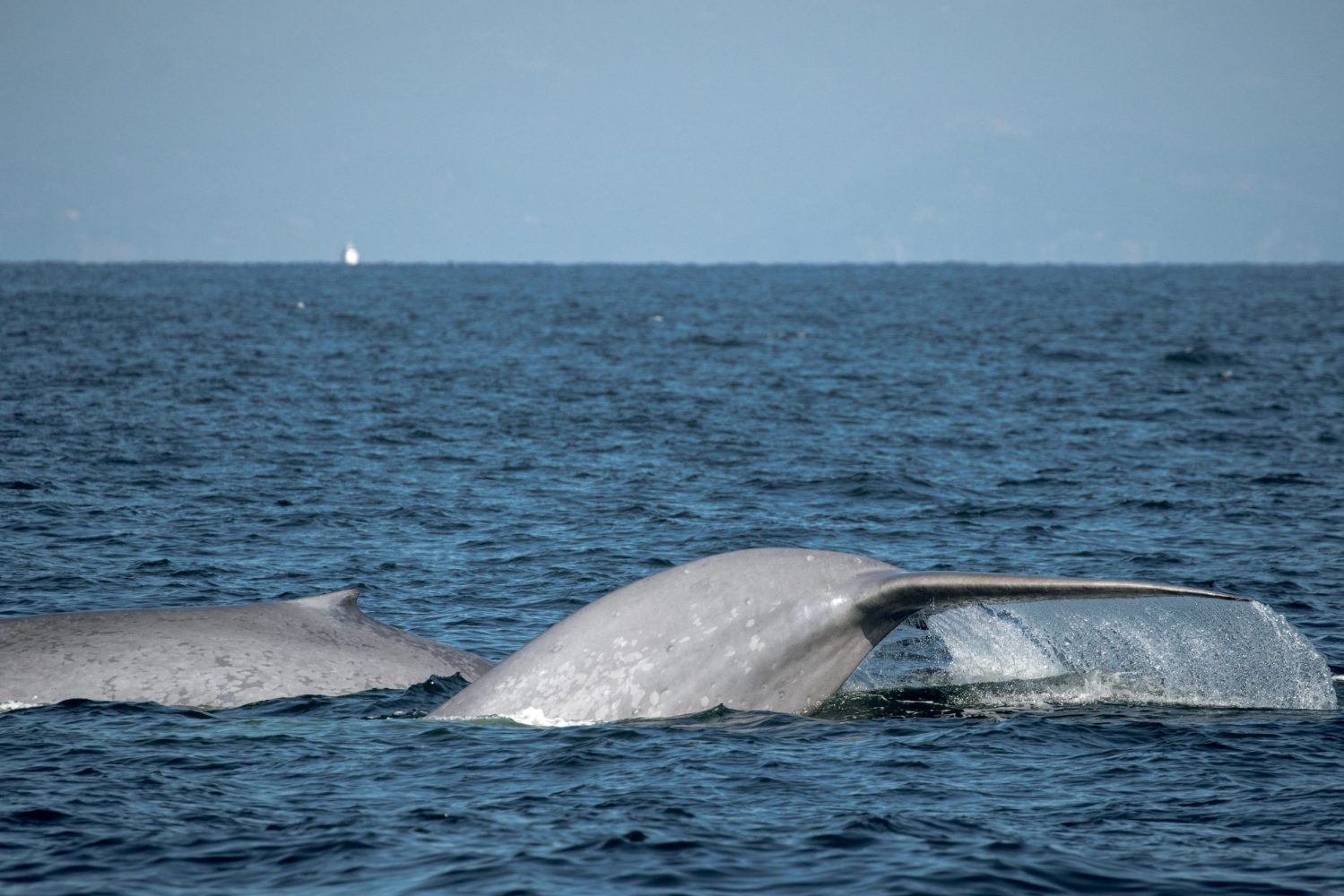 a whale jumping out of the water