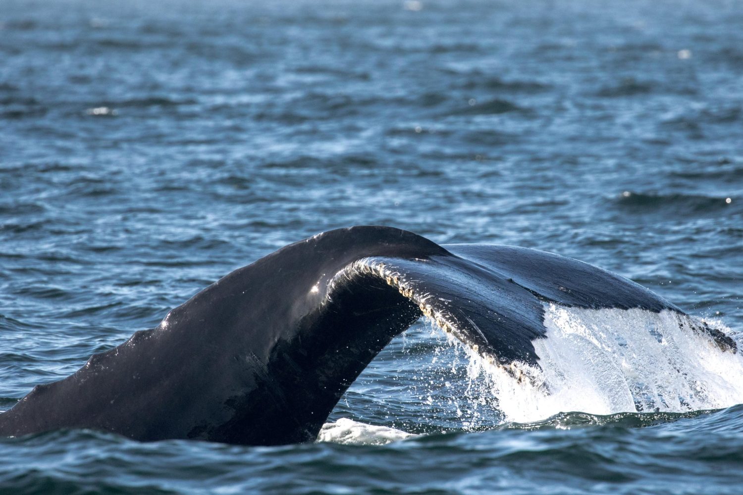 a whale jumping out of the water