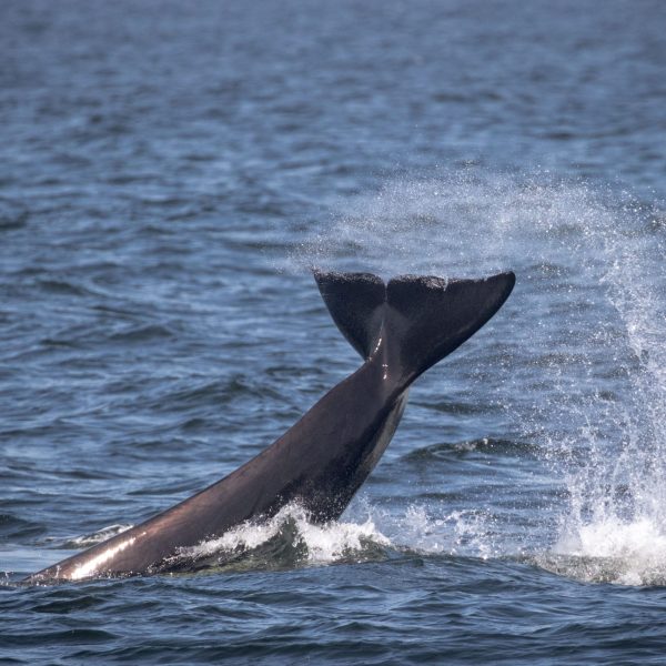 a whale jumping out of the water