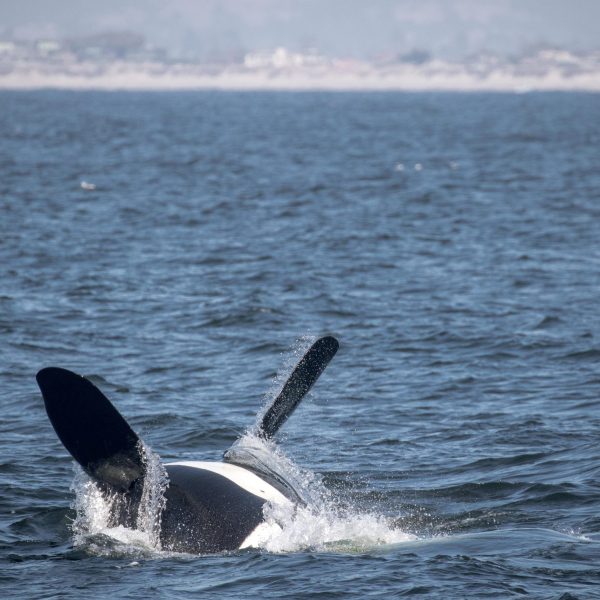 a whale swimming in a body of water